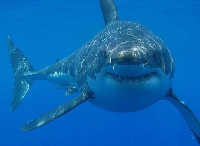 This great white shark has something to smile about. Image credits: Hermanus Backpackers