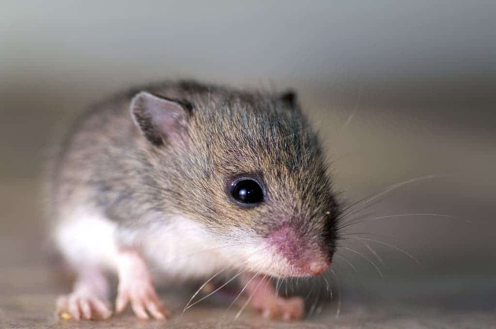 Mice have been with humans for at least 15,000 years. Image credits: Nick Harris.