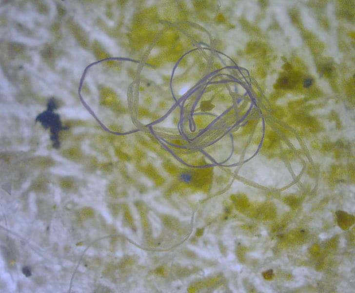 Microfibers are much more prevalent in freshwater than microbeads. Image credits: M.Danny25.