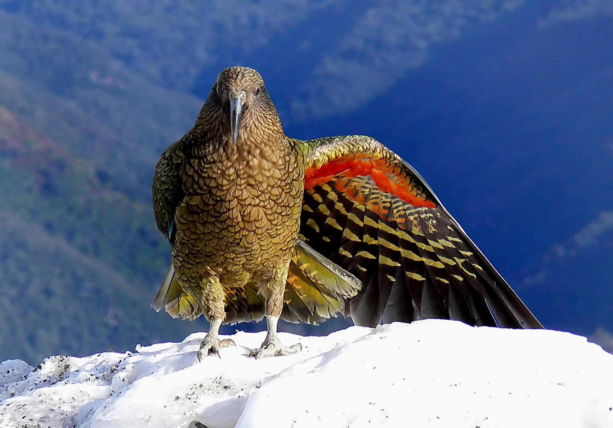 The New Zealand kea is an endemic parrot found in the South Island's alpine environments. As many as 5,000 and as little as 1,000 individuals are believe to exist in the wild. Credit: Bernard Spragg. Flickr.