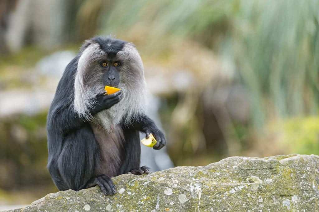 Eating fruit may have given primates their big brains, paving the way for  social structures