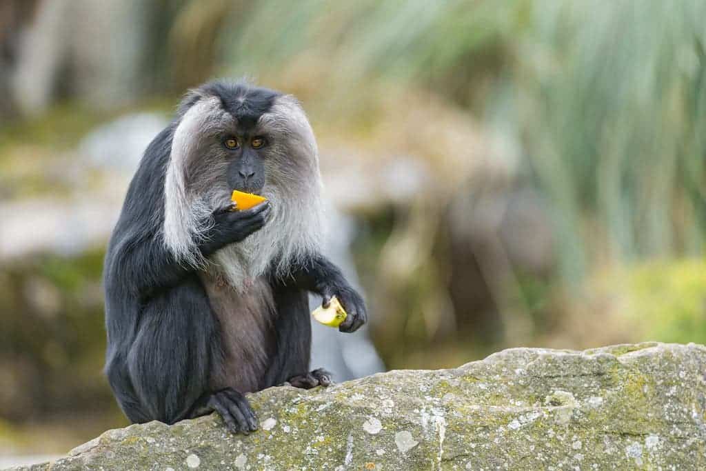 Lion-tail Macaque eating a fruit.