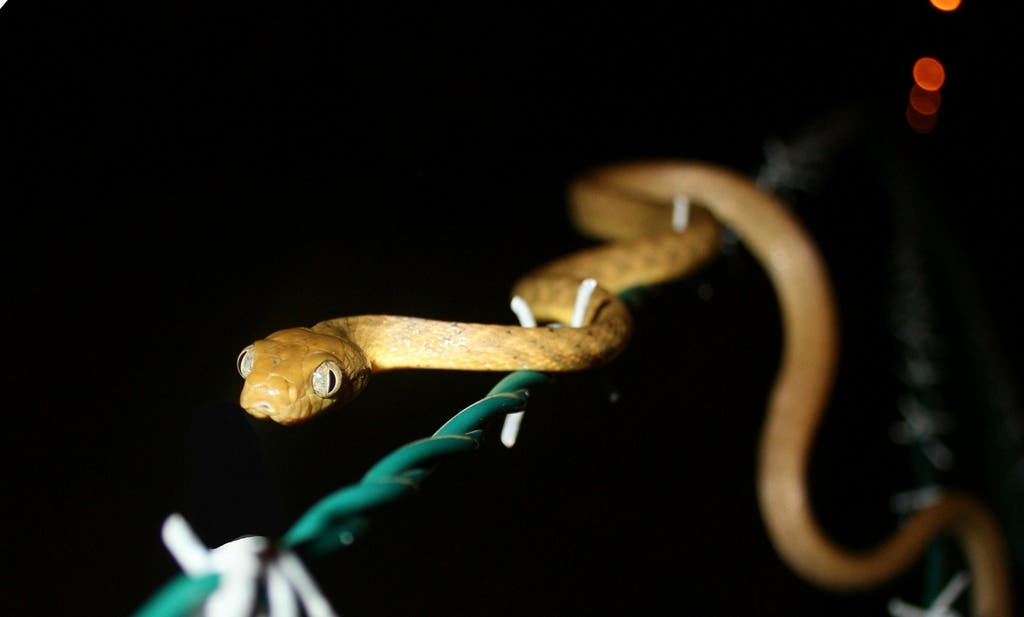 The notorious brown tree snake. Image credits: USDA