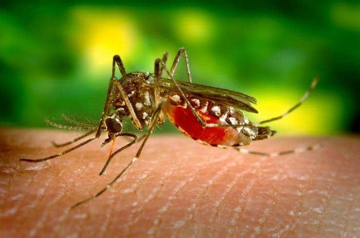 Yellow fever is spread by mosquitos. Image credits: James Gathany.