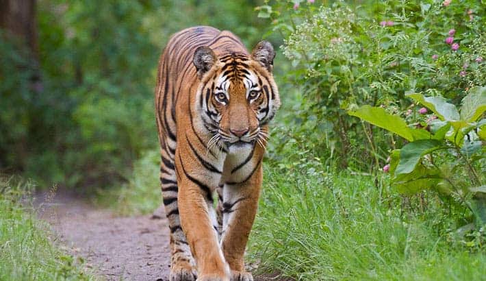 The Bengal tiger. Image credits: Mmkhan.mmk.