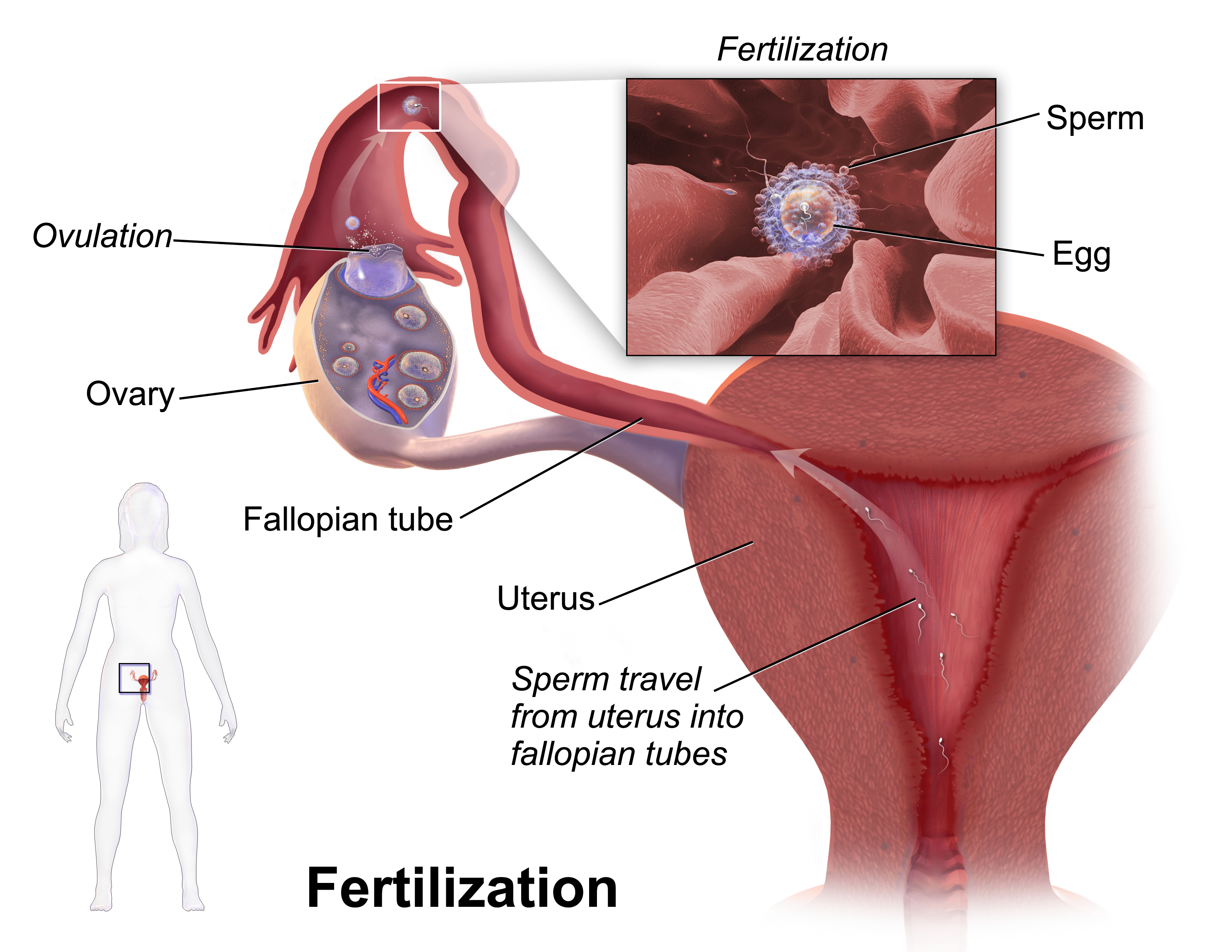 The uterus, ovaries, and fallopian tubes are they are arranged in real life. The cervix and liver are also included in this model Image credits: BruceBlaus.