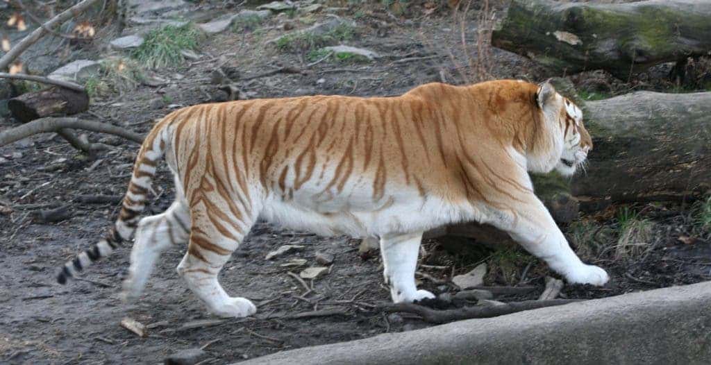 golden tabby golden bengal tiger
