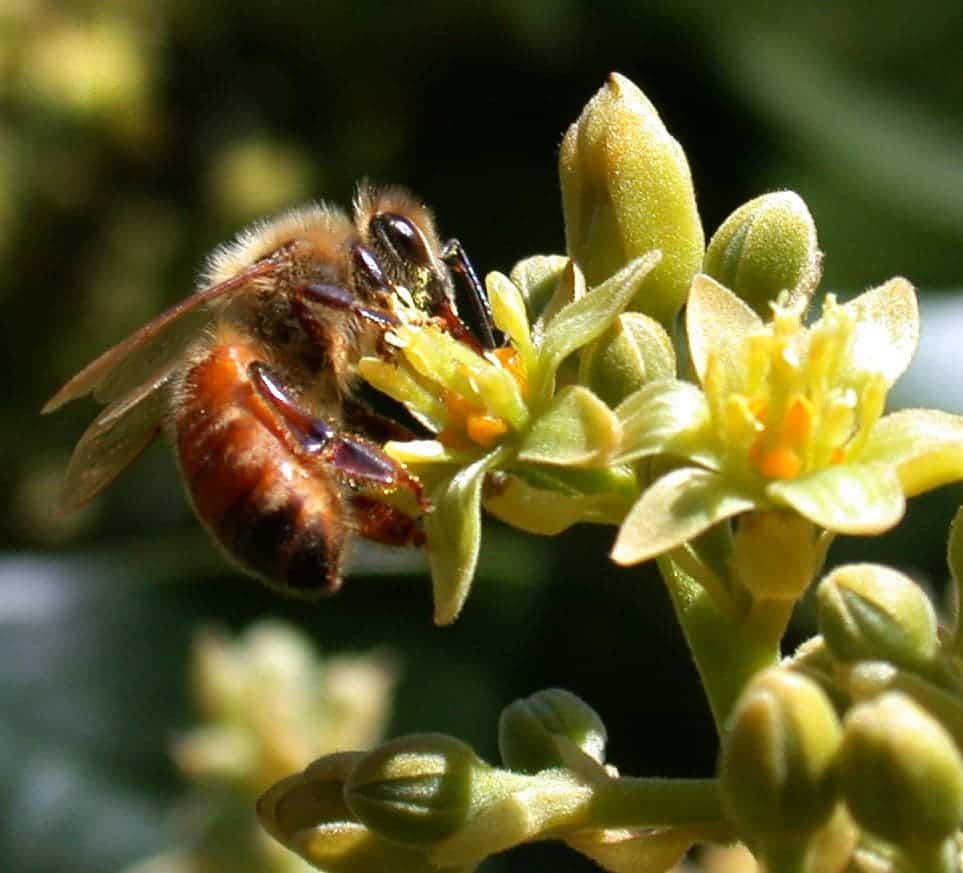 Honey bee (Apis mellifera) pollinating Avocado. Image credits: Andrew Mandemaker.