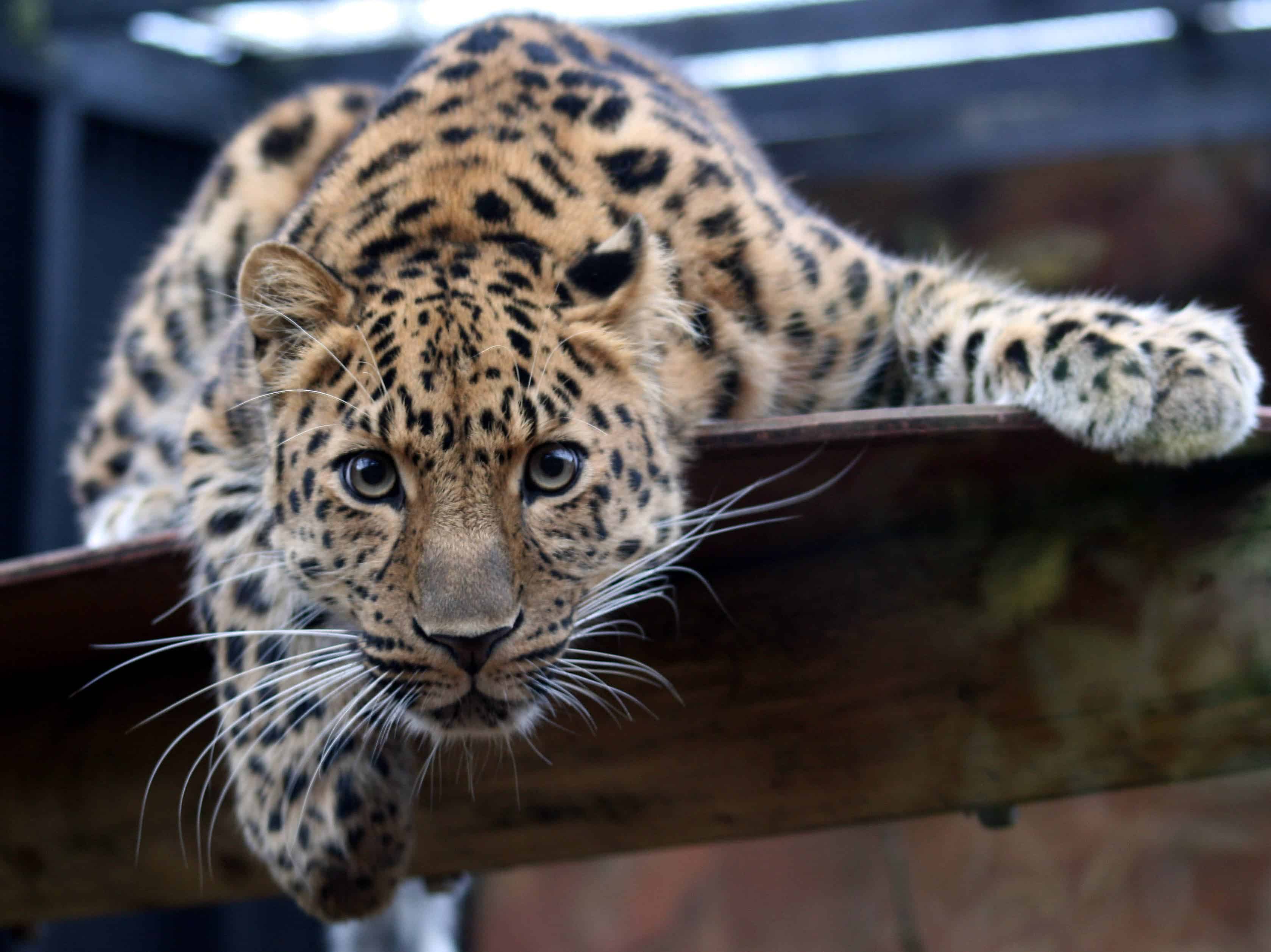 Amur Leopard in the Colchester Zoo. Image credits: Keven Law.