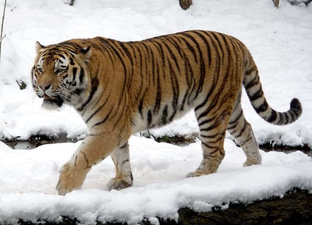 Siberian tiger in the snow
