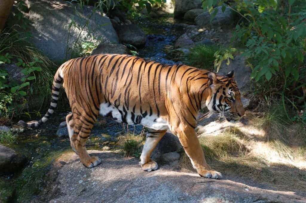An indochinese tiger