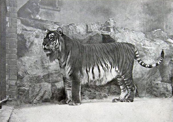 black and white photo of extinct caspian tiger