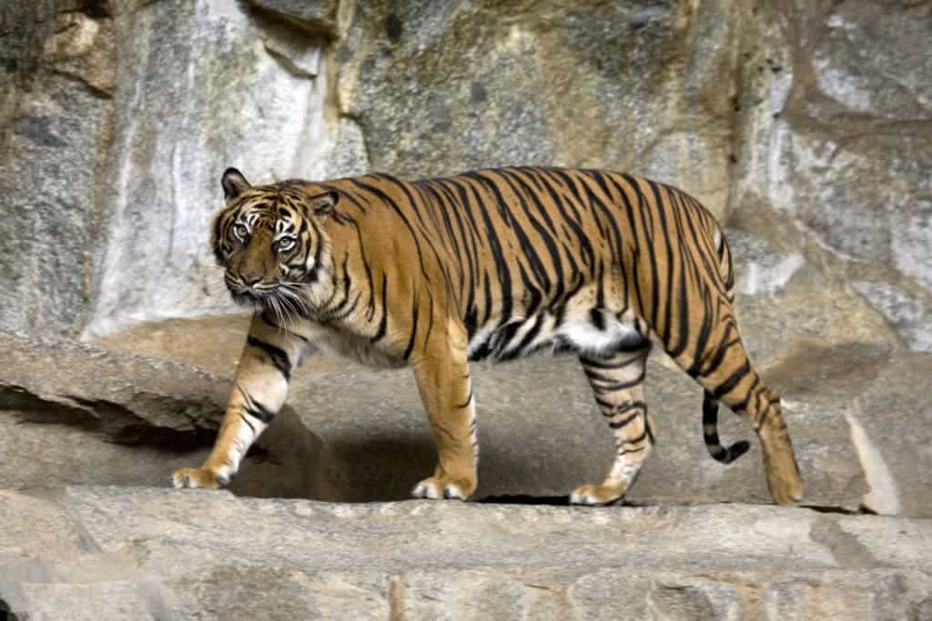 Sumatran tiger looking at the camera