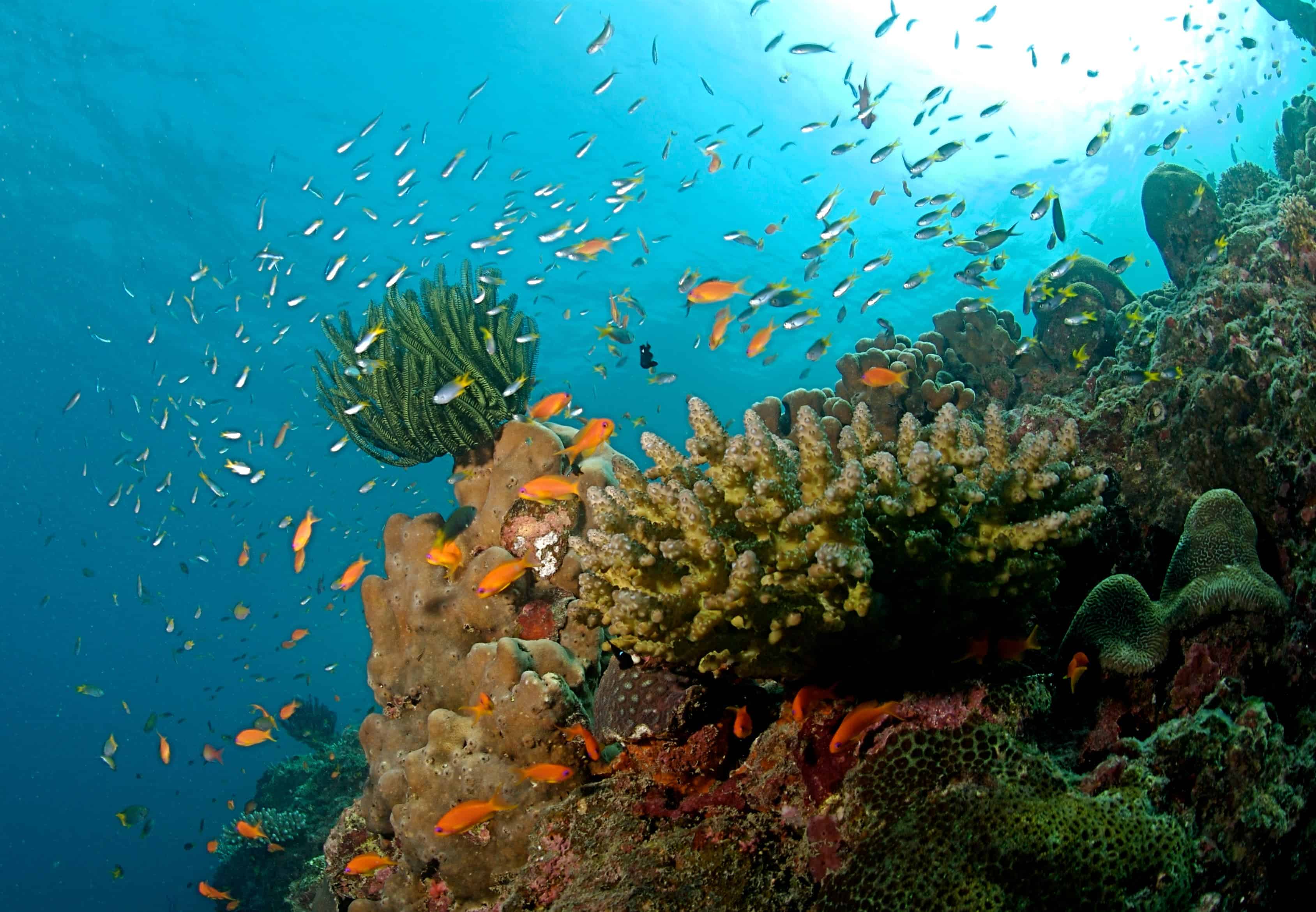 Coral reefs are extremely diverse, and extremely threatened. Image credits: Ritiks.