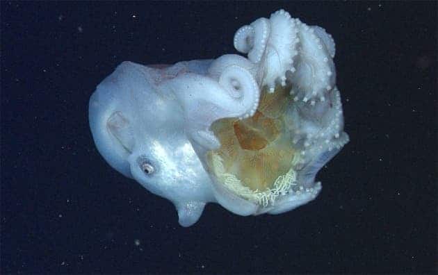 The octopus was still holding the jellyfish carcass. Image credits: