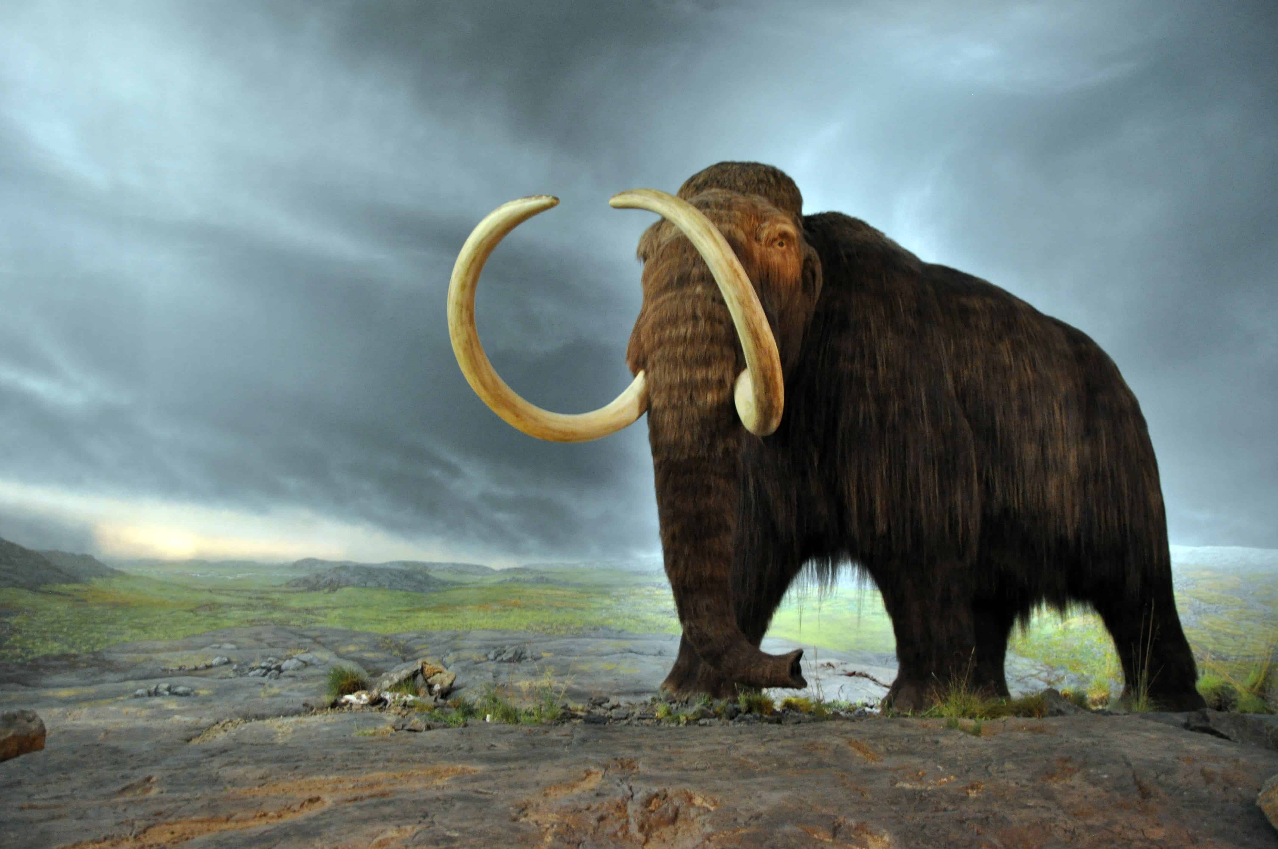 Can the mammoth make a come-back..and should it? Image credits: Flying Puffin