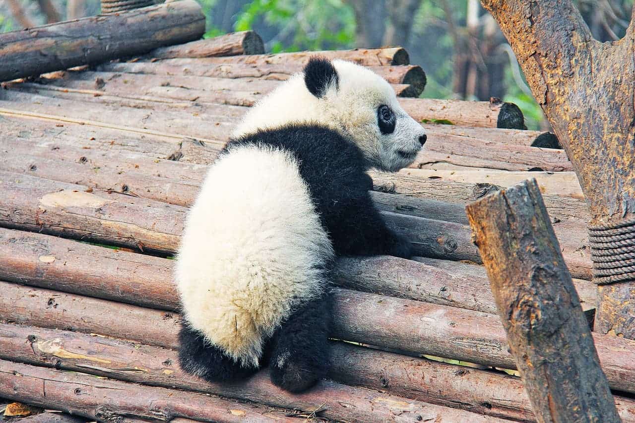 Why pandas have dark and white patches: camouflage and communication