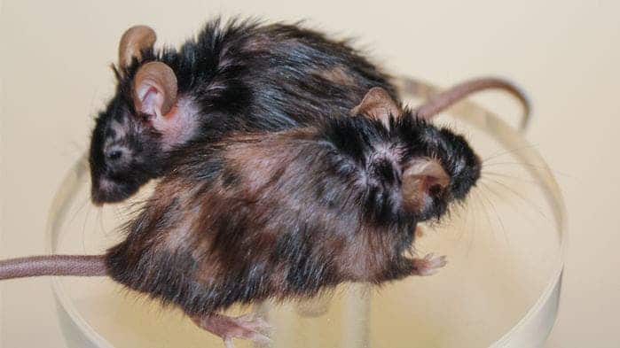 Shown here are two aged rats. The one in the back received a peptide treatment which destroys senescent cells while the one in the front didn't. The latter mouse is in poor health as evidenced by the missing fur. Credit: Peter de Keizer