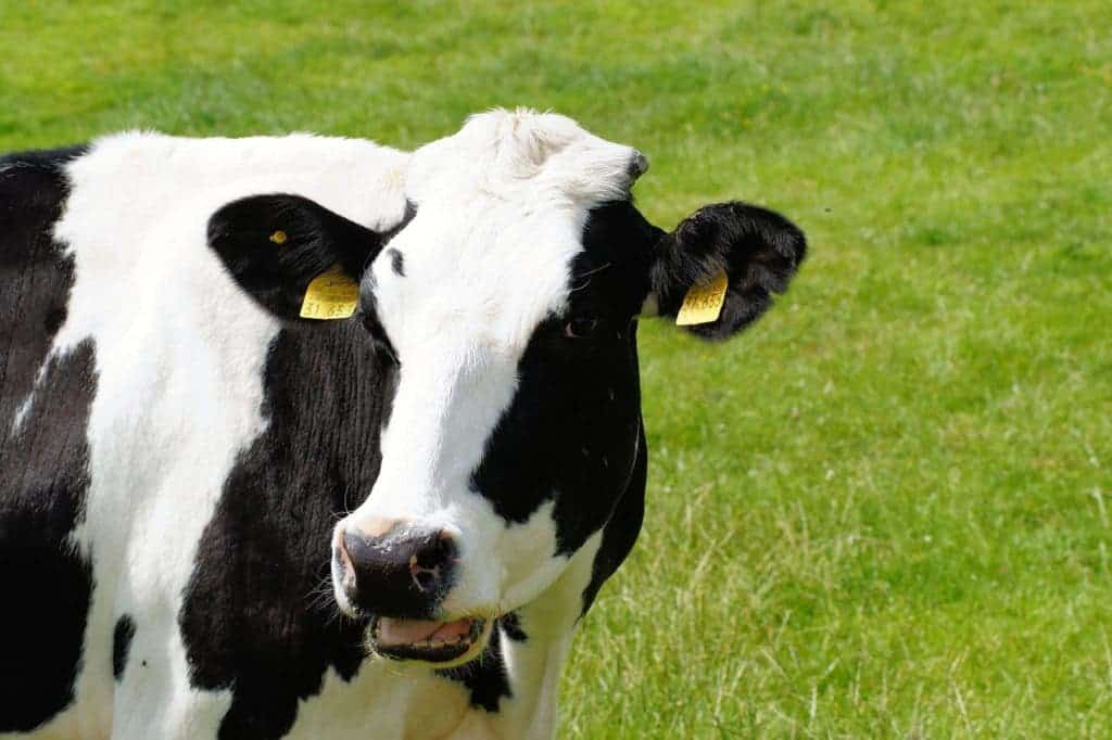 cow chewing
