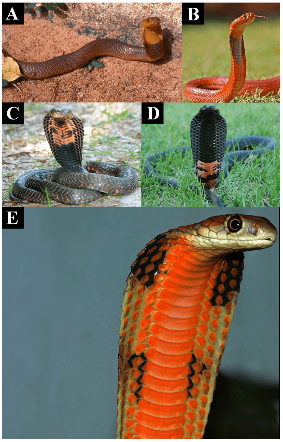 The cobra’s dramatic hood and its coloring is a defensive signal that indicates the extreme potency of its venom. Image credits: N. Panagides et al., 2017/Toxins