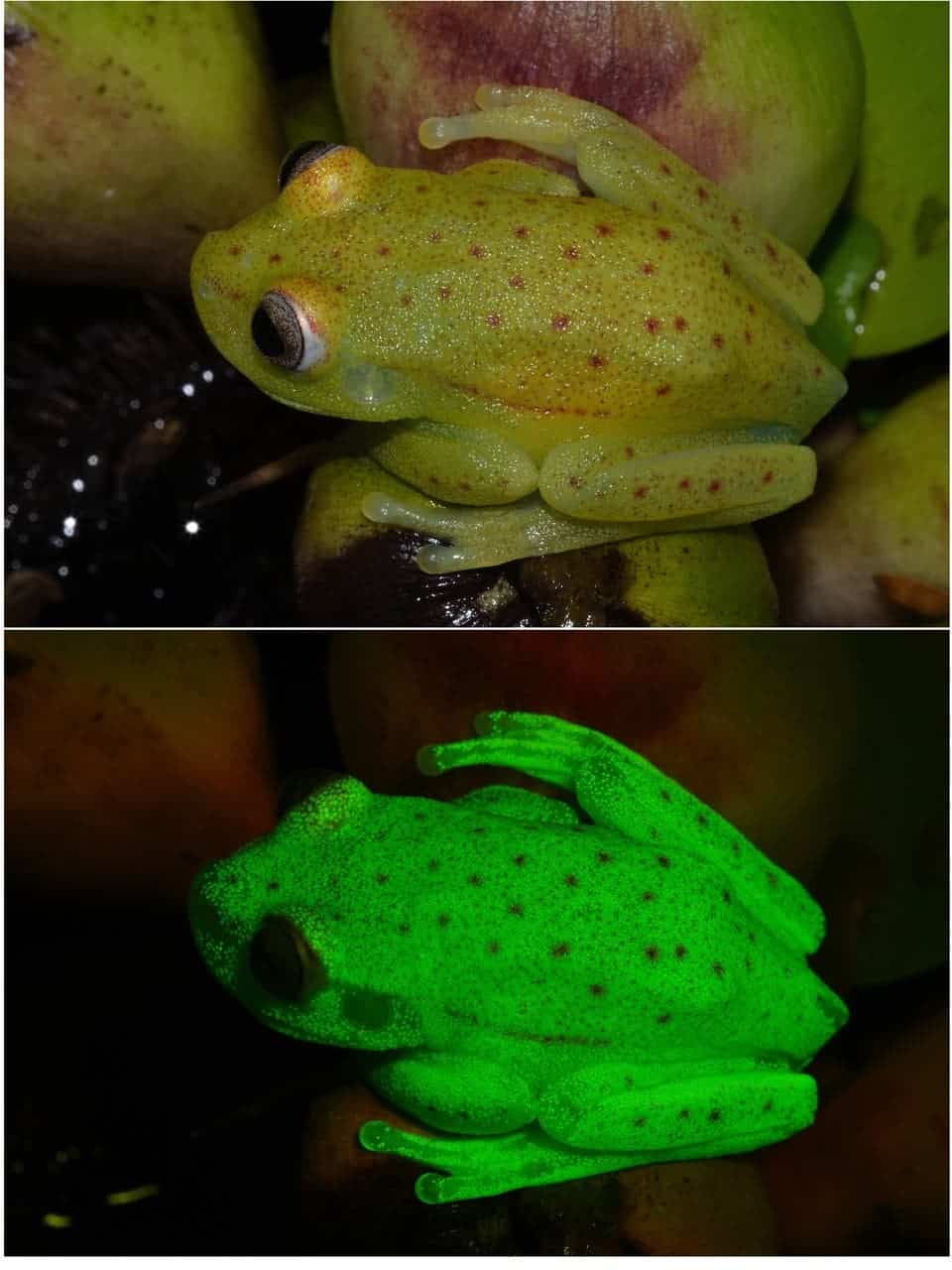 Top: with the naked eye. Bottom: with UV light. Image credits: Taboada, C. et al. Proc. Natl Acad. Sci. USA (2017)