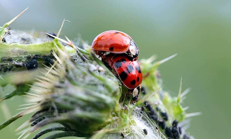 Ladybugs.