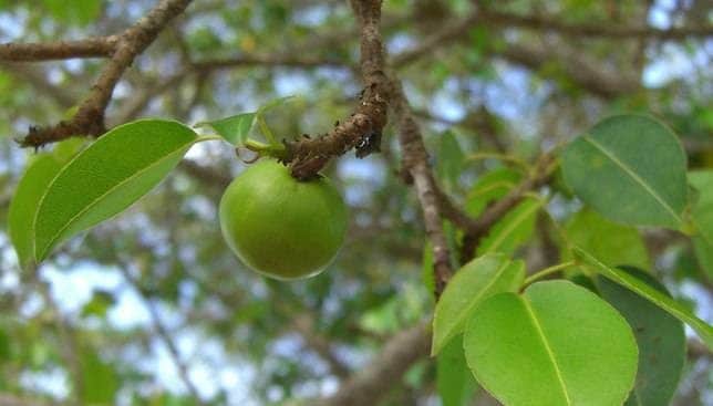 The manchineel's fruits look like green apples which is why it's earned the name of 'little apple of death'. Credit: Photo: ason Hollinger/flickr.