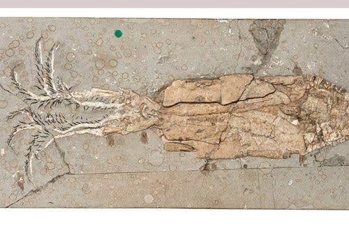 Exceptionally well preserved fossil of Belemnoteuthis antiquus from 166 million years ago. These ancient cephalopods with their large internal shell were not as fast as their recently evolved relatives. Credit: Jonathan Jackson and Zoë Hughes, NHMUK.