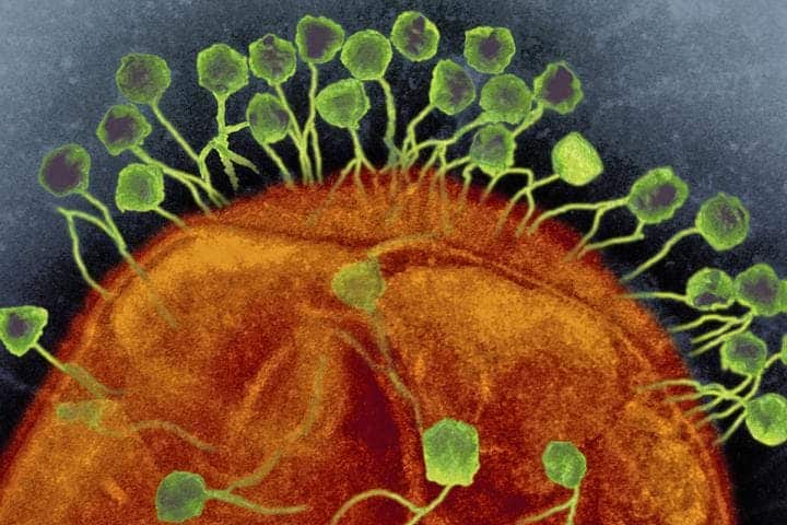 Bacteriophages (green) attacking a bacterium (orange). Credit: Graham Beards.