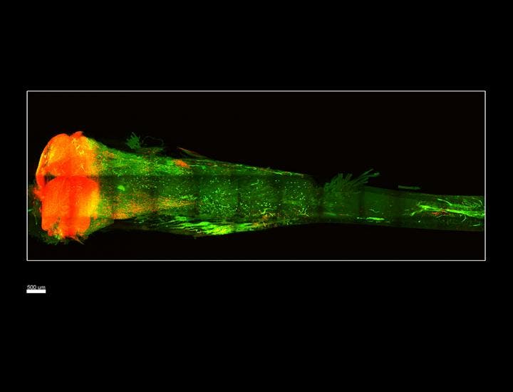 A mouse tibia that has been rendered transparent with Bone CLARITY. Credit: CalTech.