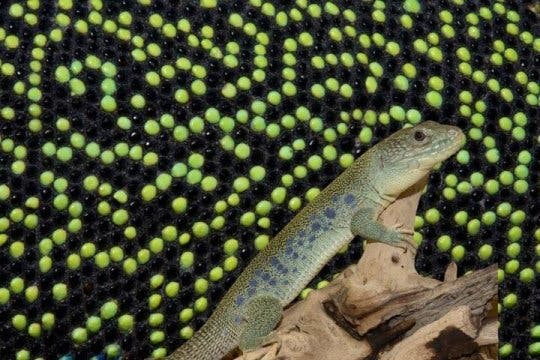 Mathematics explains how lizards get their patterns