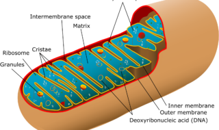 Animal mitochondrial diagram. Credit: Wikimedia Commons.