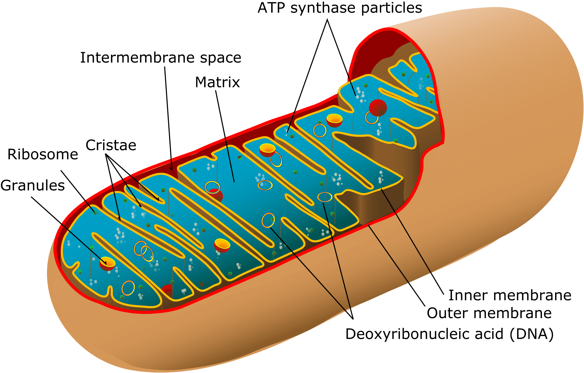 what is mitochondrial dna and mitochondrial inheritance