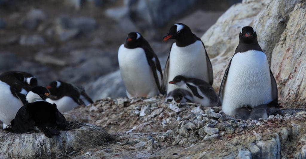 Gentoo Penguins nesting. Credit: Flickr, Liam Quinn.