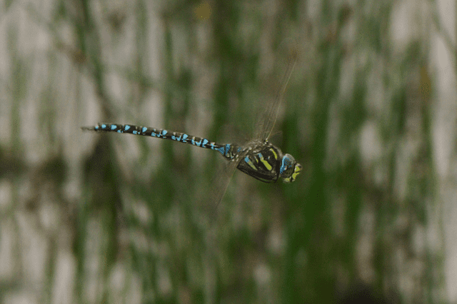 A moorland hawker dragonfly. Credit: Wikimedia Commons.