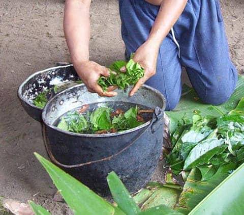 Traditional ayahuasca brewing. Credit: Wikimedia Commons.