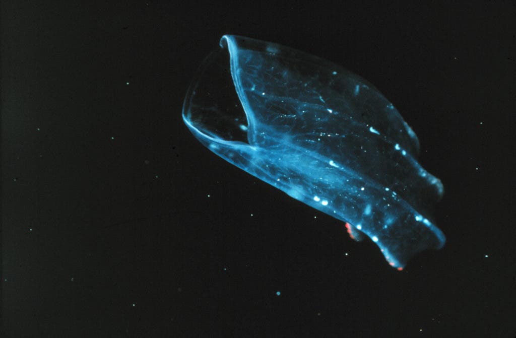 Comb jellie, the phylum Ctenophora, may have been the first creatures on Earth. Credit: Wikimedia Commons.