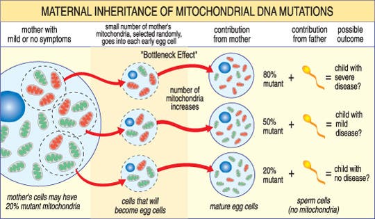 The severity of a mitochondrial disease in a child depends on the percentage of abnormal (mutant) mitochondria in the egg cell that formed him or her. Credit: MDA.org