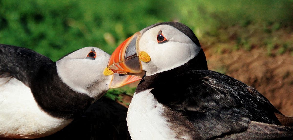 Puffins that stay close to their partner during migration have more chicks. Image credits: University of Oxford.