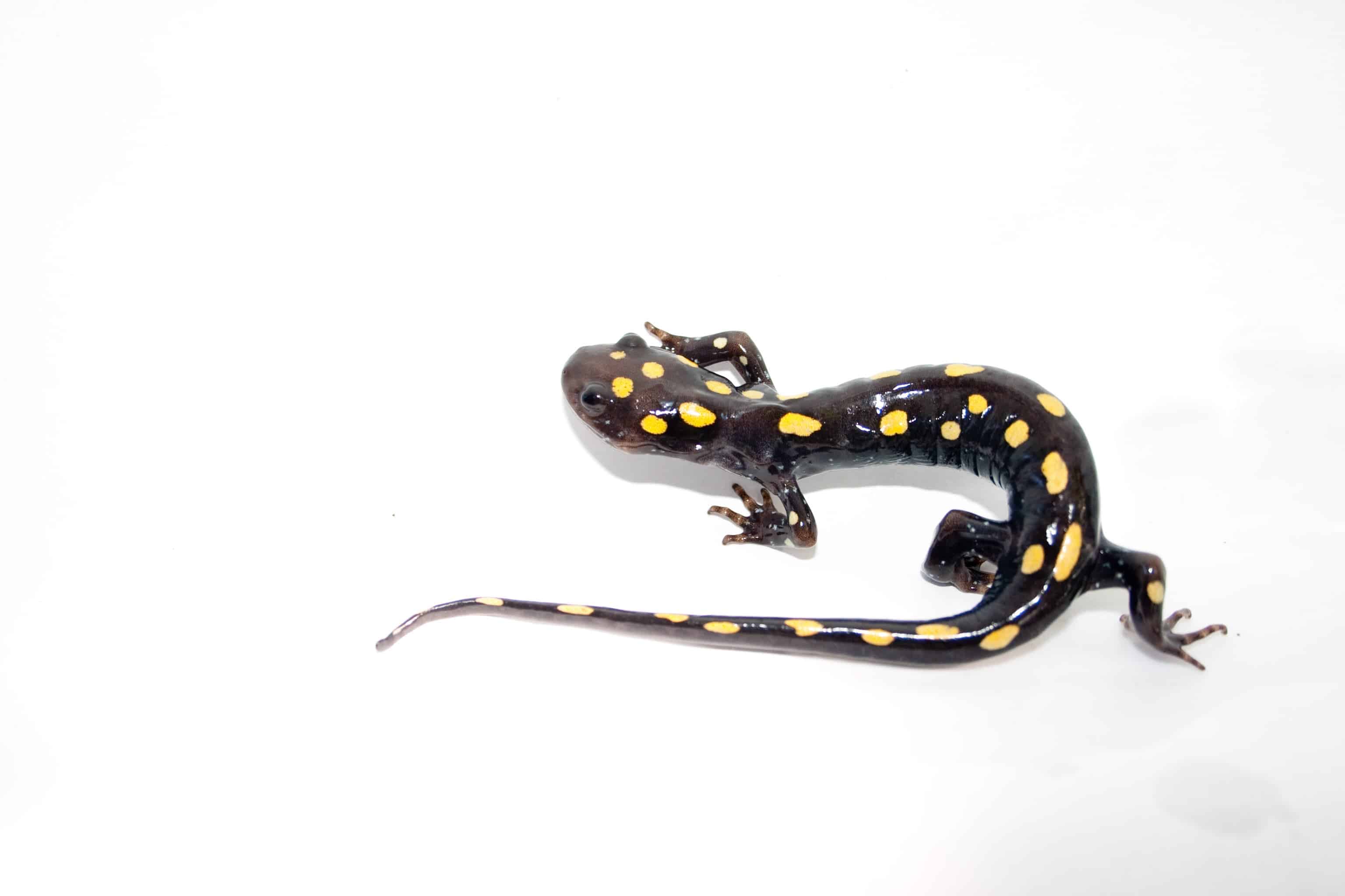 The yellow sotted salamander. Image credit: Brian Gratwicke.