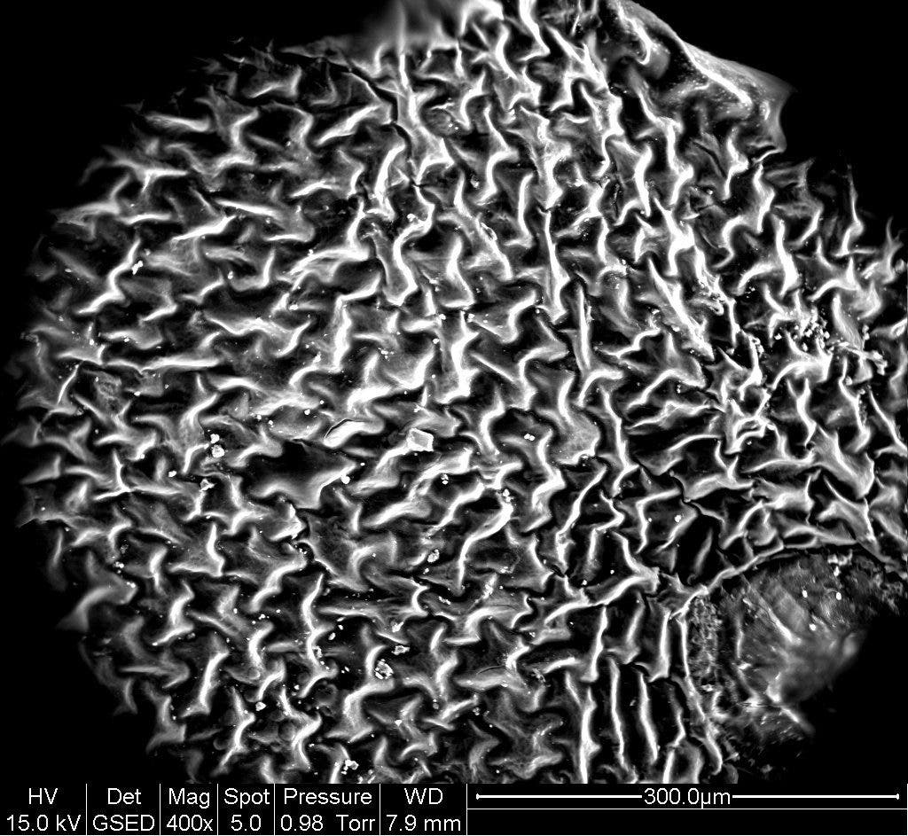 A western swordfern leaf magnified 400 times. The veins of the leaf have a self-replicating structure similar to the snowflake. Credit: RMIT.