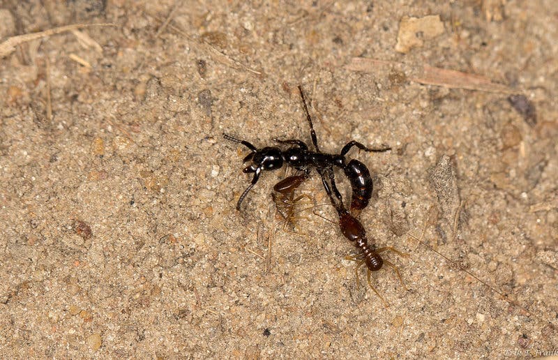 This wounded ant (Megaponera analis), with two termites clinging to it, is alive but likely too exhausted after battle to get back to the nest without help. However, with a bit of help from its friends, it might be alive and kicking in no time. Image credits: Frank et al./Science Advances