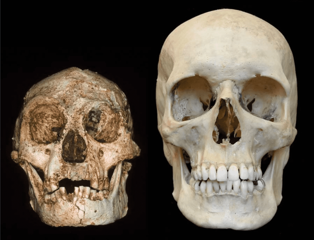Virtual endocast of H. floresiensis (left) vs H. sapiens (right). Credit: rofessor Peter Brown, University of New England.