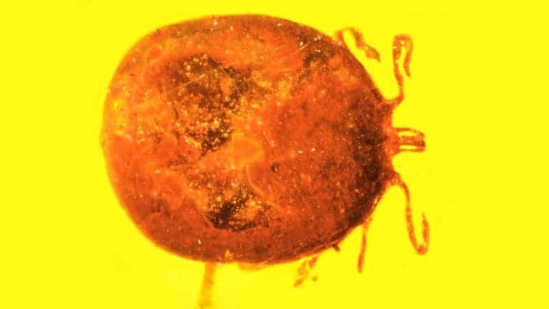 parasite tick amber