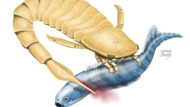 An artist's representation of how the sea scorpion could have attacked. Image credits: Nathan Rogers.