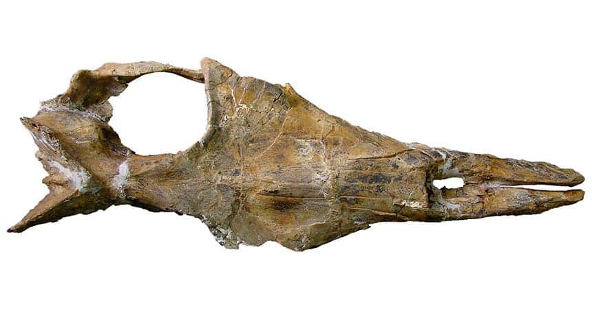  The skull of Mystacodon has as a flattened snout and a mouth full of teeth, which baleen whales later lost.