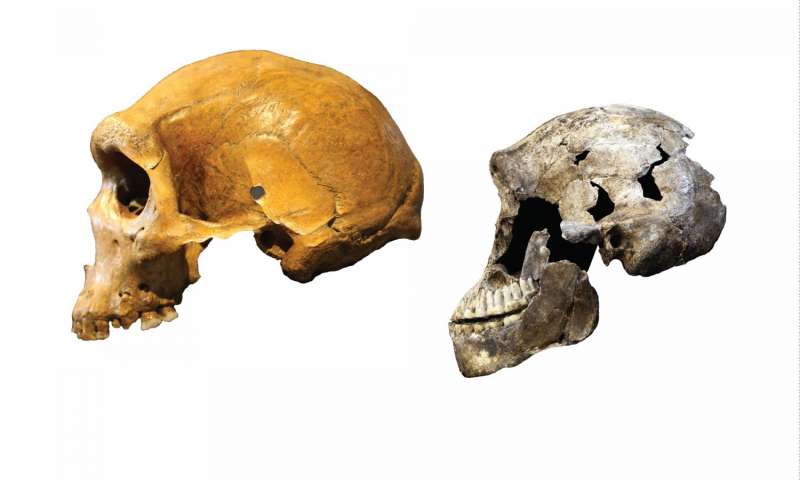 Homo naledi was very different from archaic humans that lived around the same time. Left: Kabwe skull from Zambia, an archaic human. Right: 