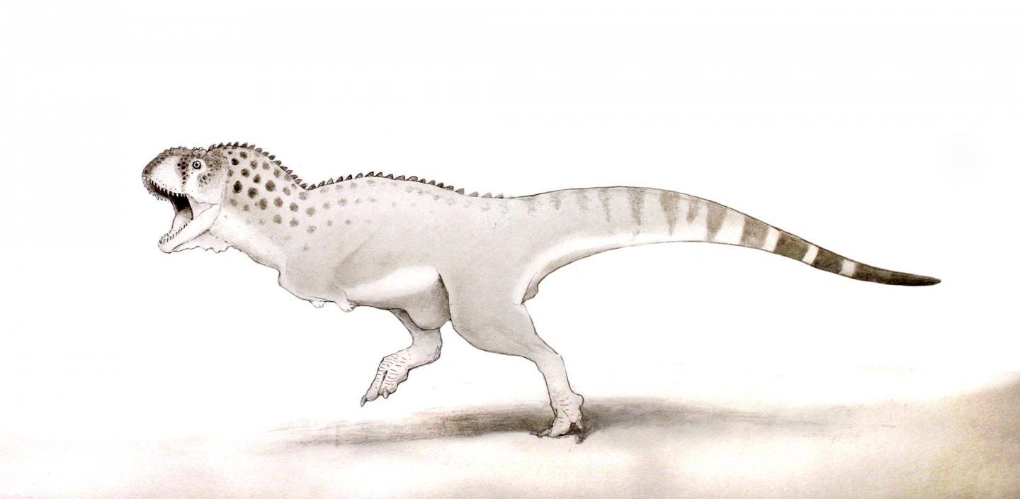 This is a Chenanisaurus barbaricus -- similar, but also different from a T-Rex. Image credits: Dr Nick Longrich, Milner Centre for Evolution, University of Bath.