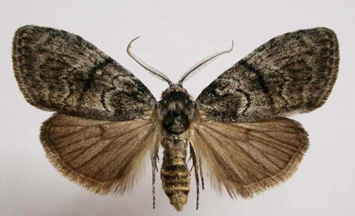 The gum-leaf skeletoniser moth. Image credits: Peter Marriott.