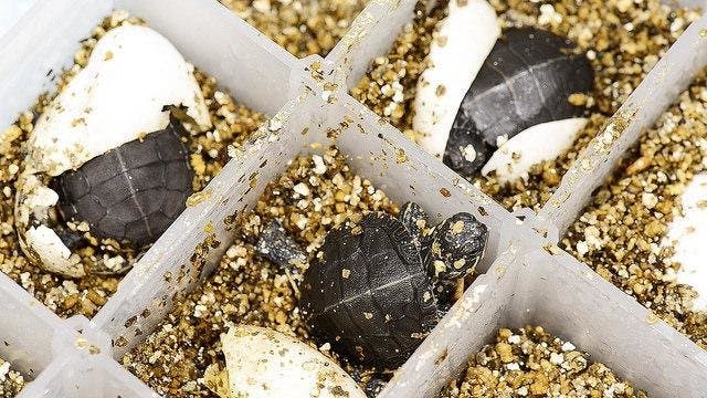 Painted turtle eggs were brought from a hatchery in Louisiana, candled to ensure embryo viability and then incubated at male-permissive temperatures in a bed of vermiculite. Those exposed to BPA developed deformities to testes that held female characteristics.
Image credits: Roger Meissen, MU Bond Life Sciences CenterClose.